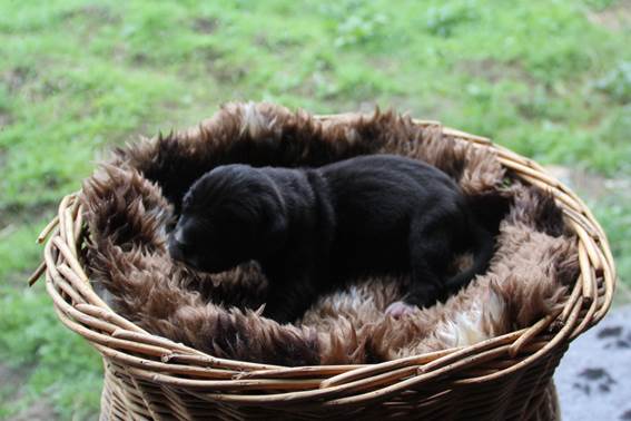 geboorte-eerste-pup-reu--